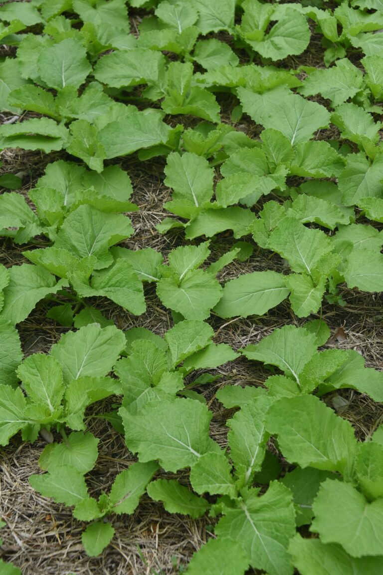 praça agroecológica 4